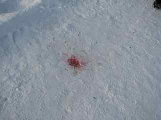 blut2.jpg