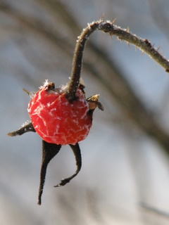 img_5271.jpg